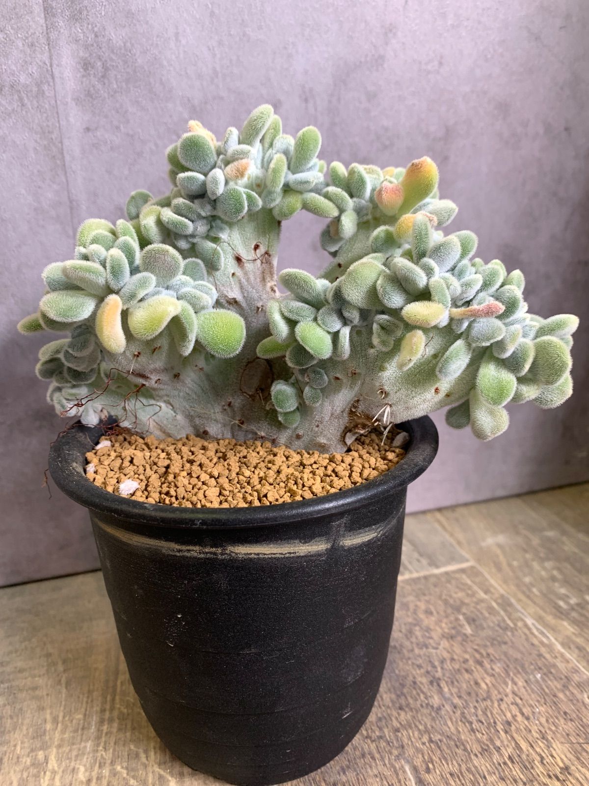 Youtubeショート商品登場 05 ギムノカリキウム 陶器鉢付 小品盆栽