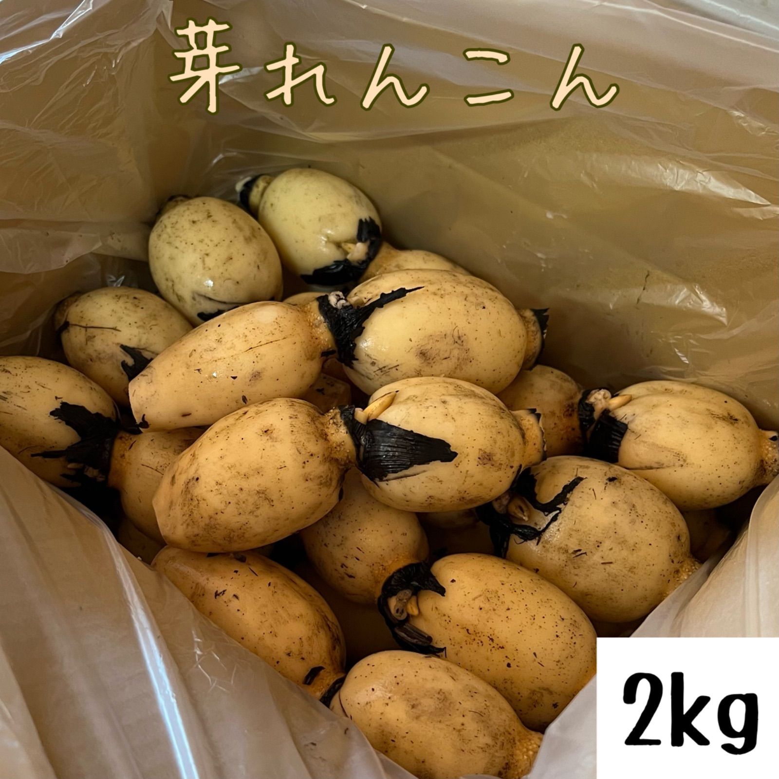 茨城県産 芽れんこん 2kg ⚪︎28日の発送枠 ⚪︎ - メルカリ