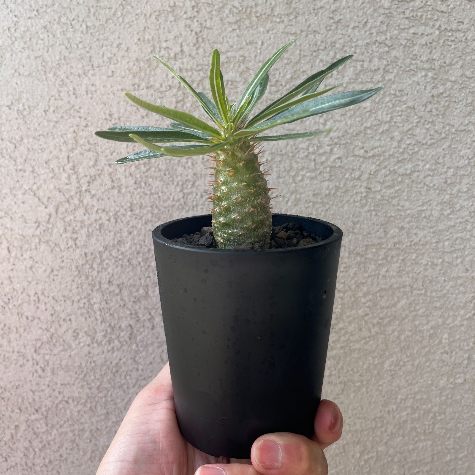 パキポディウム・グラキリス 実生株3年｜Pachypodium rosulatum