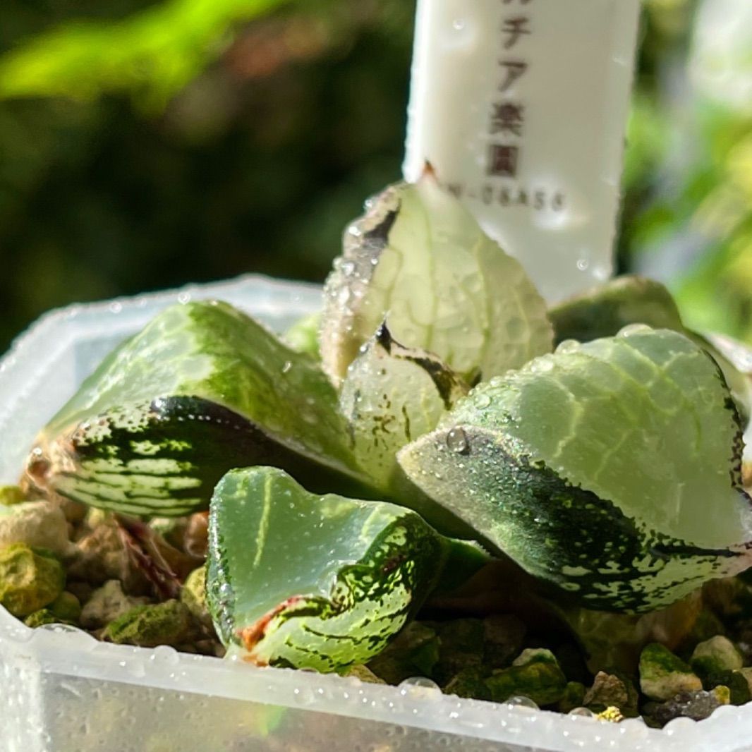 多肉植物 ハオルチア ハオルシア 氷皇 - 珍しいハオ楽園 - メルカリ