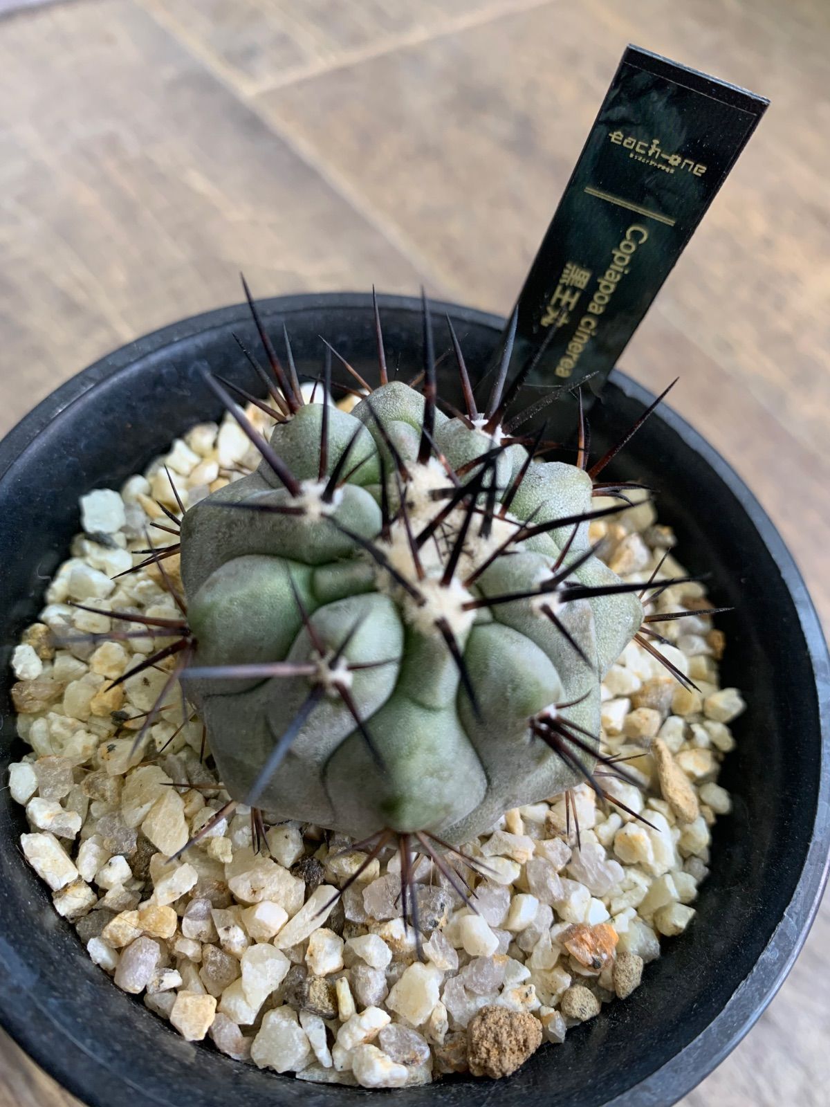 コピアポア 黒王丸 サボテン シネレア 3号鉢 実生 サボテン 丸