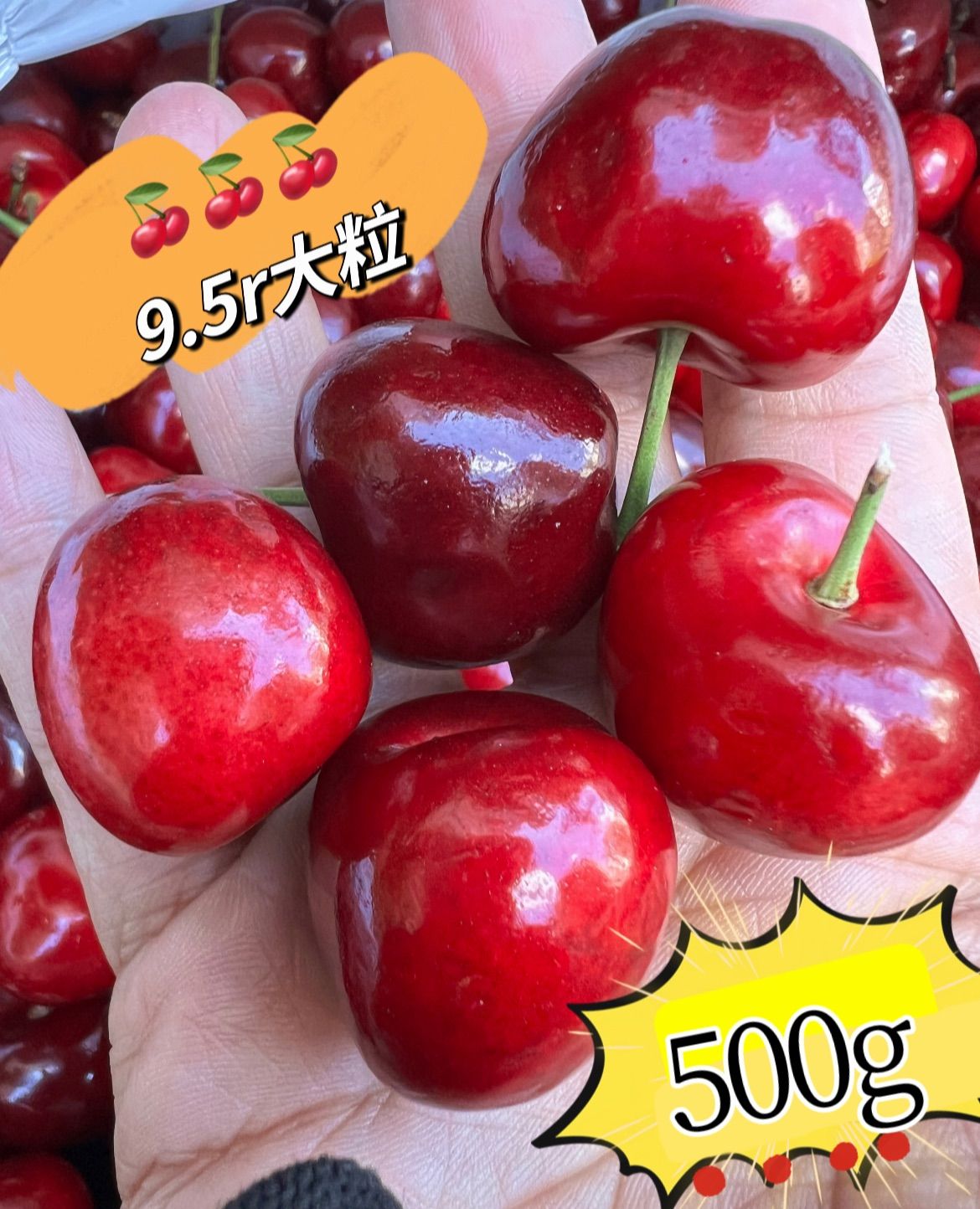 9.5R超大粒❣️10セット限定特価❣️常温便❣️ポスト投函❣️アメリカンチェリー500g❣️ 9.5row 大粒サクランボ American Premium Cherries 美國車厘子 櫻桃 家庭用 お中元 贈答用