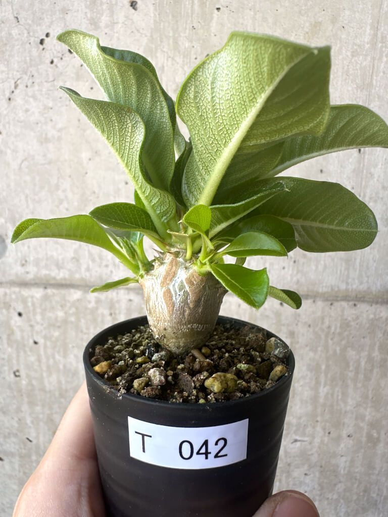 パキポディウム ウィンゾリー 国内実生株 ④ 園芸ネット本店｜（わけ