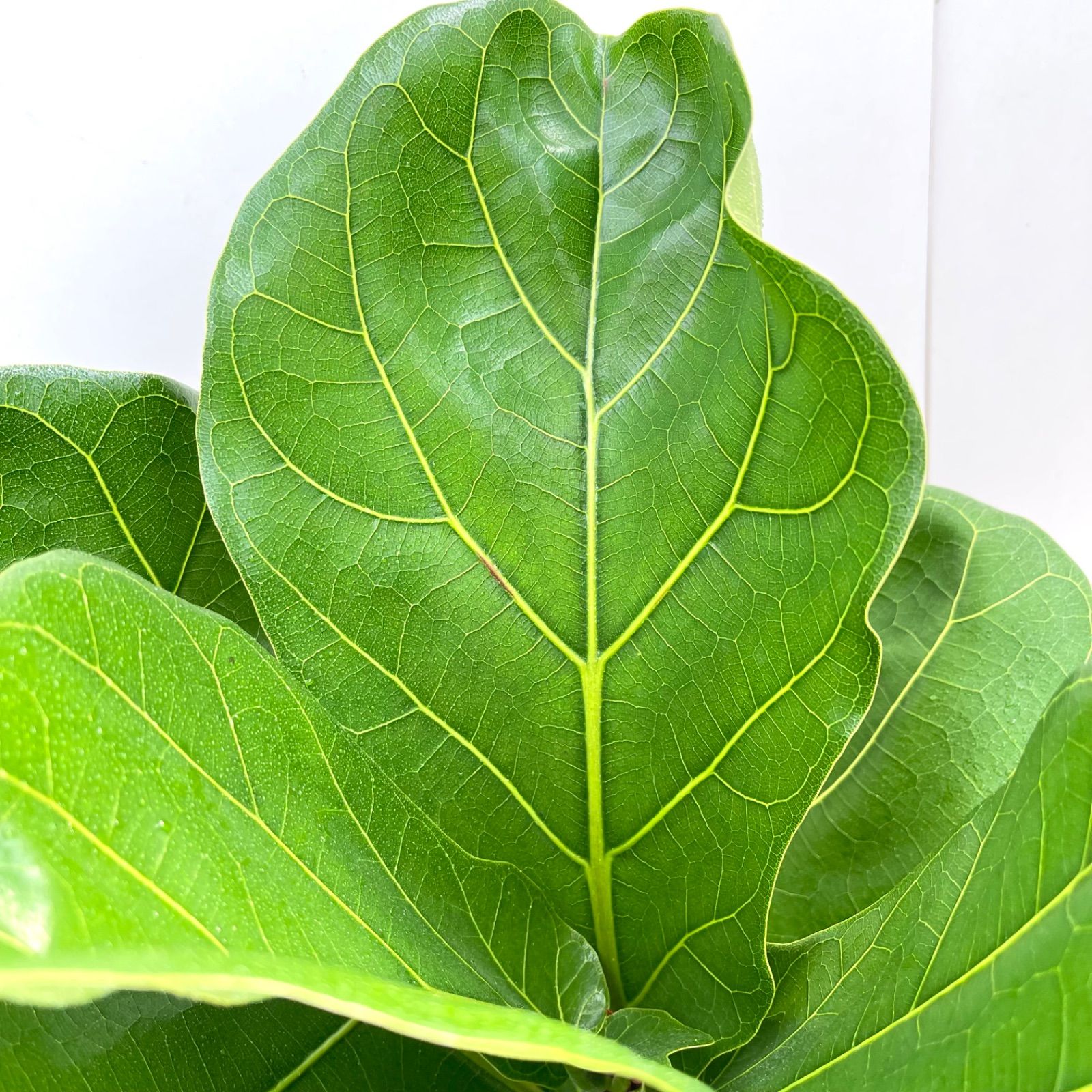 ［現品］4番　カシワバゴムノキ　フィカス　リラータ　ストレート　8号　大型　室内 現品］4番 カシワバゴムノキ フィカス リラータ ストレート 8号 観葉