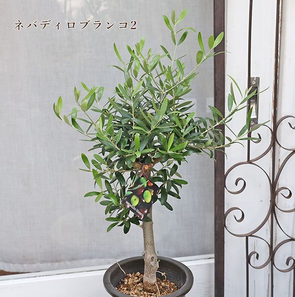 yuusukeさま専用 b オリーブの木　シプレッシーノ　極太 現品 極太株！ オリーブの木 オリーブ souju シプレッシーノ