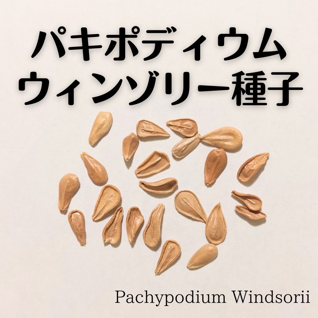 パキポディウム　ウィンゾリー　種子　5粒　7/5採取　鮮度抜群　数量限定　⑨ パキポディウム ウィンゾリー 種子 5粒 7/5採取 鮮度抜群 数量