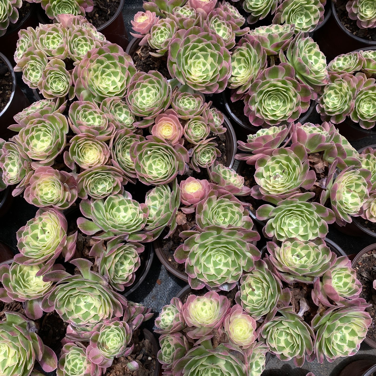 K*Z様 15種類セット K1483×105苗 土付き 詰め合わせ 多肉植物 エ 15種類セット K1483×105苗 土付き 詰め合わせ 多肉植物