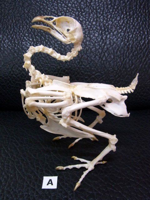 ニワトリ（セラマ種）オス 全身骨格標本 - メルカリ