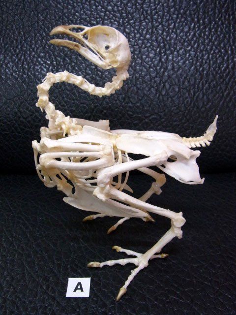 鳥類　骨格　頭骨　標本　ニワトリ　スカル　美麗 鳥類 骨格 頭骨 標本 ニワトリ スカル 美麗