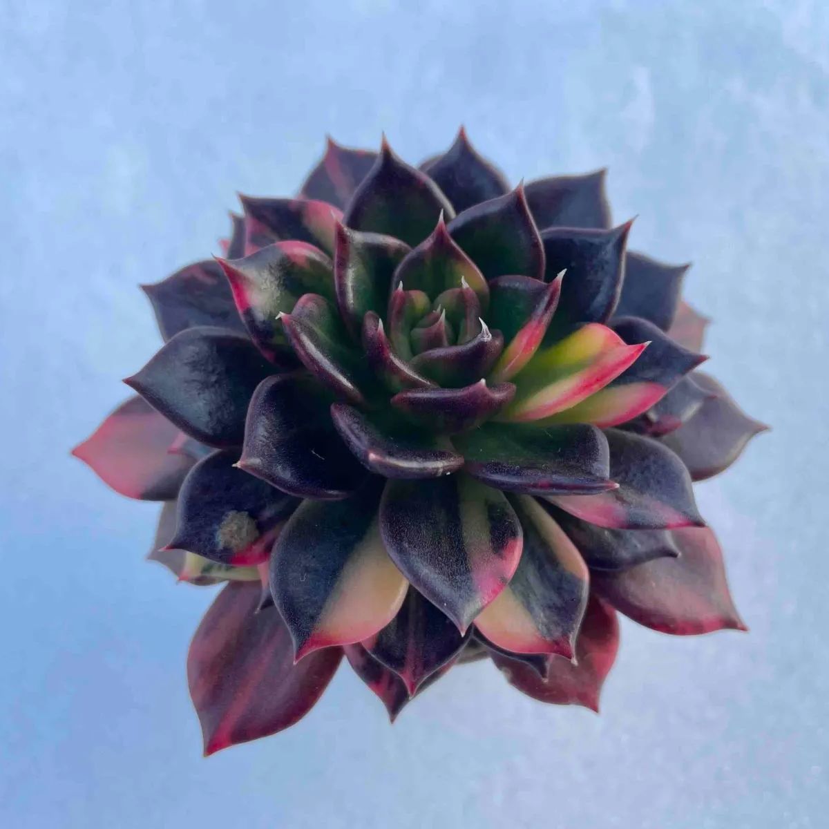 多肉植物 レッドプリンス錦 ① 多肉植物 レッドプリンス錦 ①