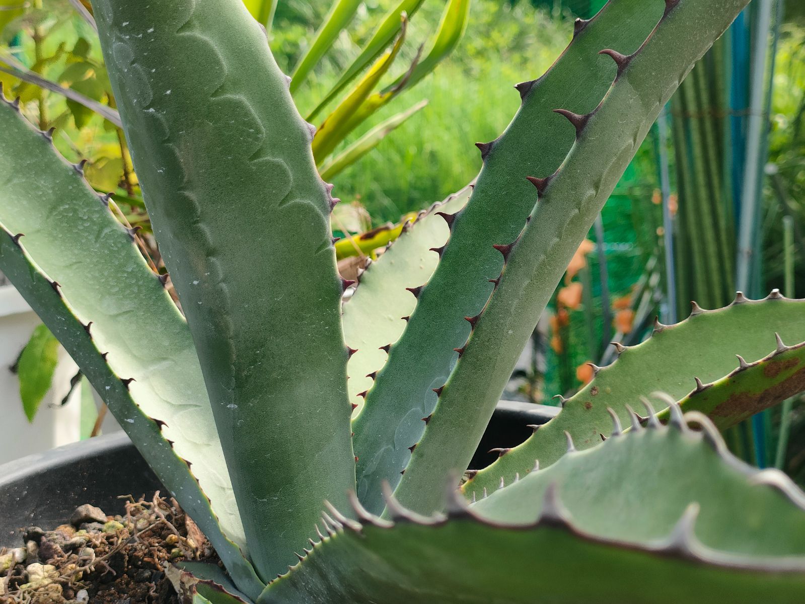 アガベ ハイブリッド ジェントリージョーズ×シャークスキン