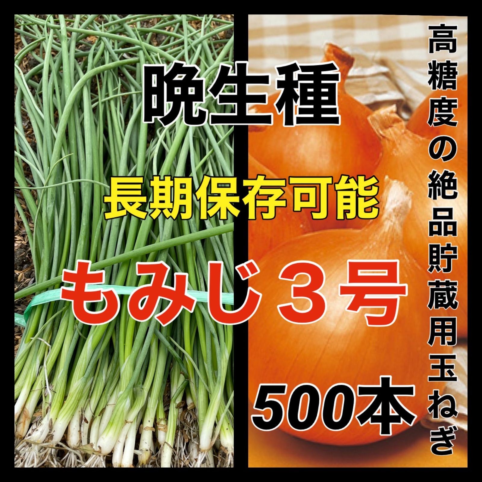 晩生種玉ねぎ苗‼️もみじ３号‼️500本‼️長期保存可能‼️ - メルカリ