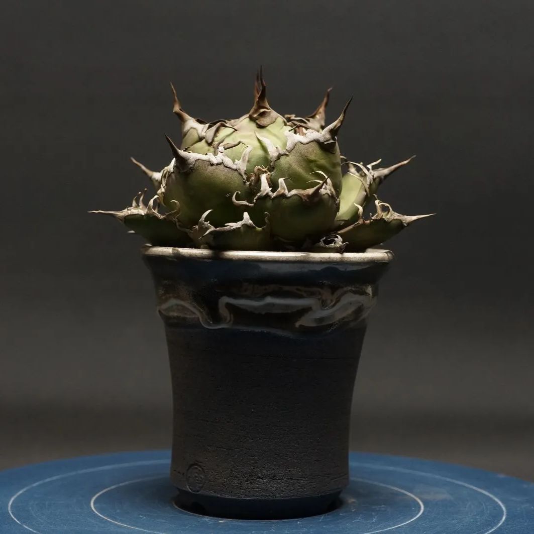 沖縄小浜島産サンスベリア115センチ前後新芽3本サービス 沖縄小浜島産サンスベリア115センチ前後新芽3本サービス 沖縄小浜島産