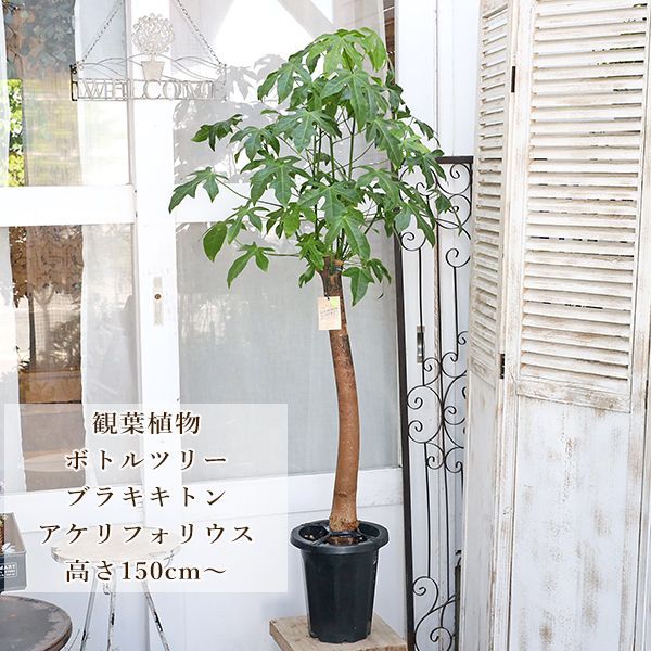 観葉植物 ブラキキトン ボトルツリー ザ・ファームセレクト]ブラキキトン（ボトルツリー