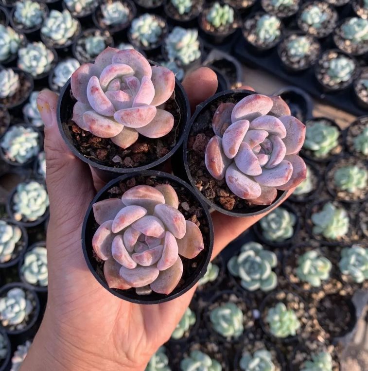 B セル苗105個セット✨多肉植物　エケベリア　詰め合わせ　寄せ植えに!! B セル苗105個セット✨多肉植物 エケベリア 詰め合わせ 寄せ植え