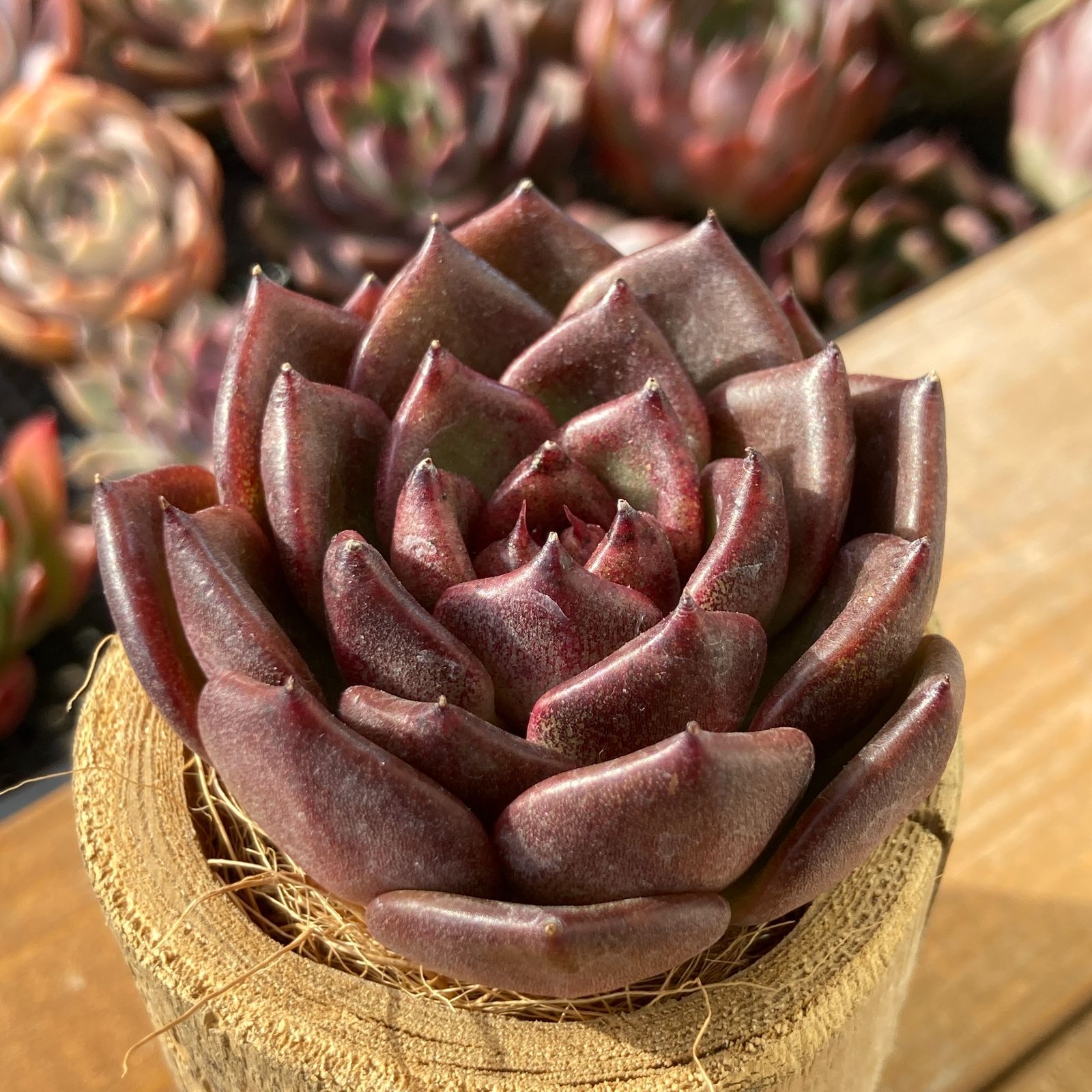 新入荷】エケべリア ブラッククリスタル 多肉植物韓国苗【ポコ多肉