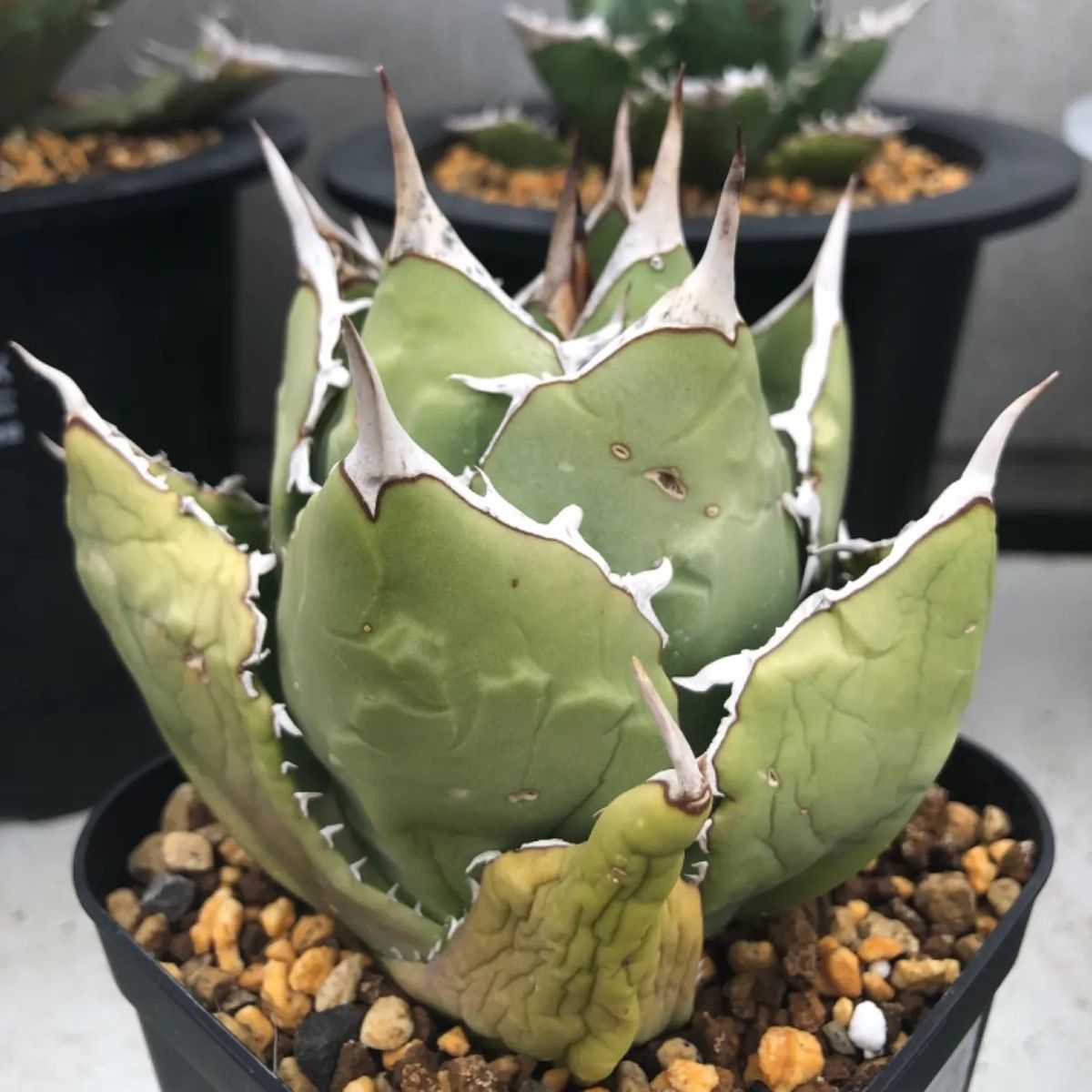 Iran Agave titanota FO-076 Compact - メルカリ