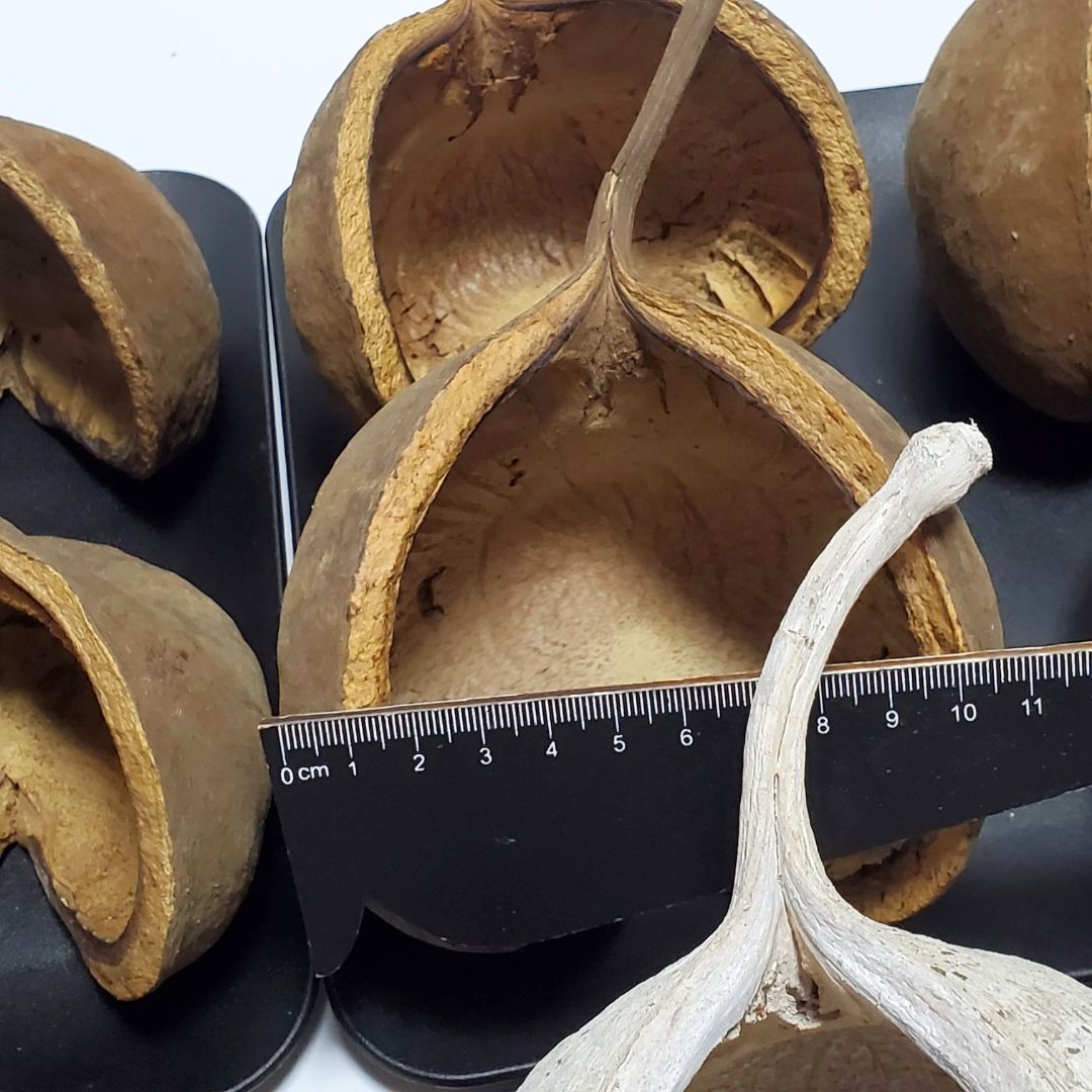 割引有 16個セット