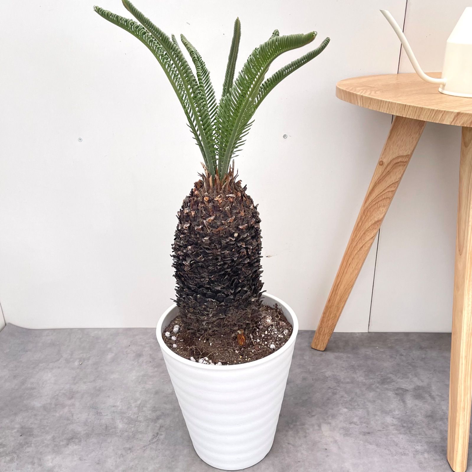 ソテツ 蘇鉄 現品 ドライガーデン 観葉植物 屋外 大型