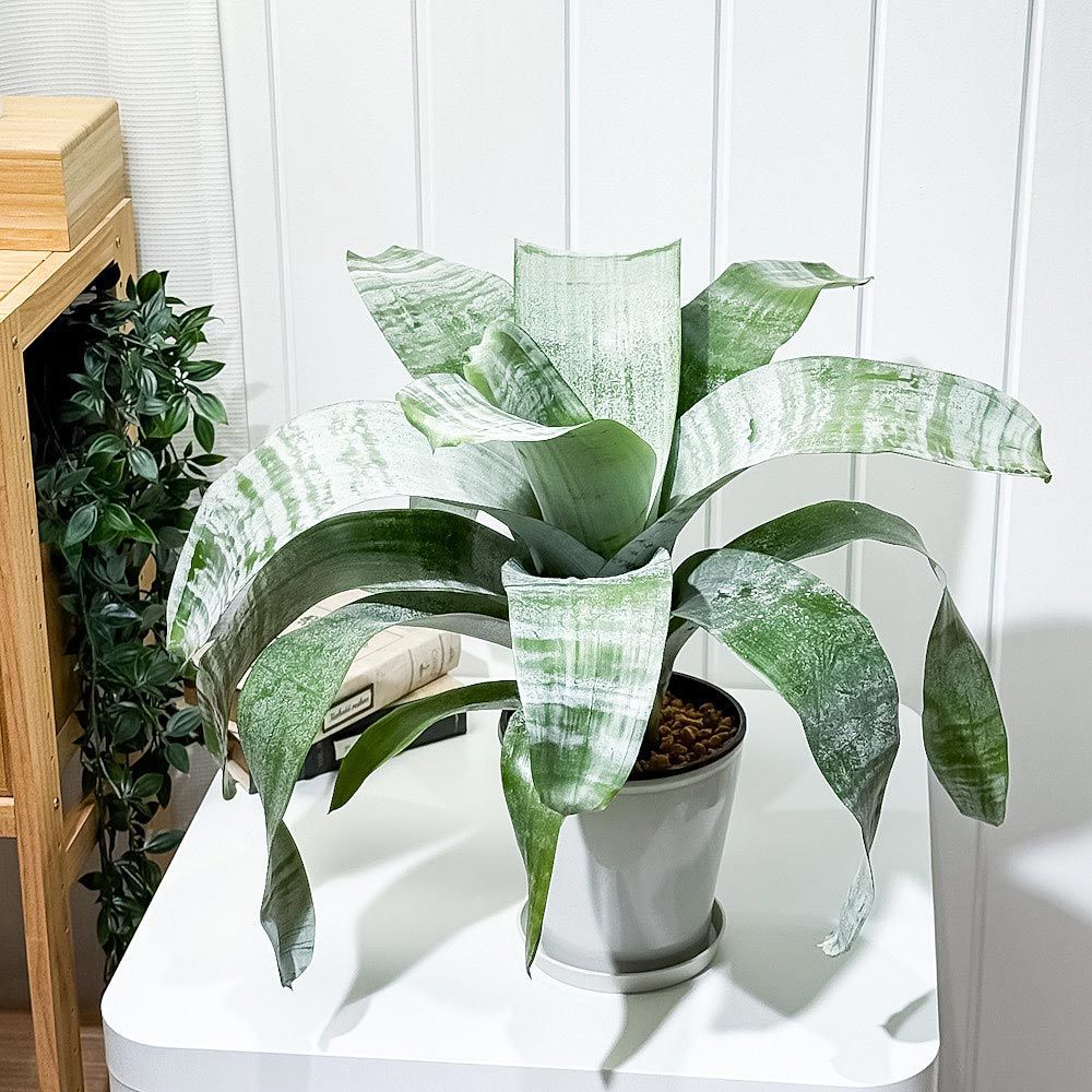 PLANCHU 観葉植物 エクメア ファシアータ 5号鉢 5鉢セット 受け皿付き 育て方説明書付き Aechmea fasciata シマサンゴアナナス ファシャータ ブロメリア
