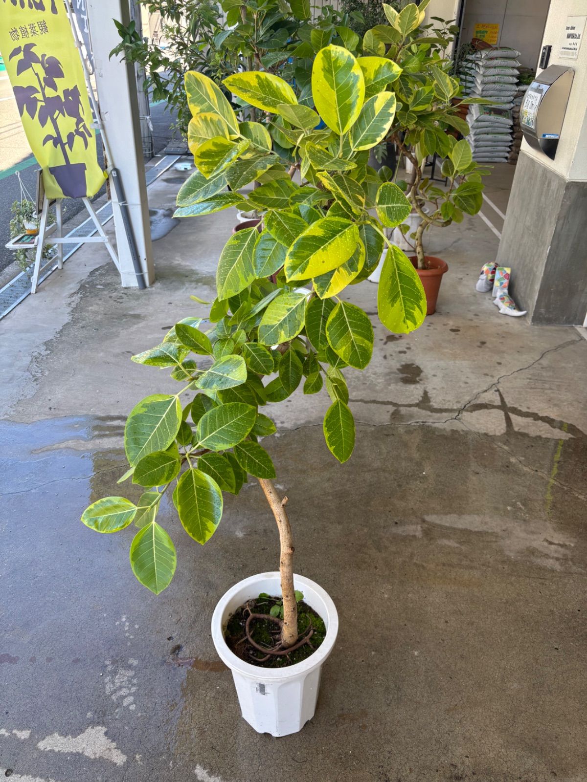 現品］2番 フィカス アルテシマ 曲がり 8号 観葉植物 室内 大型 ゴムの
