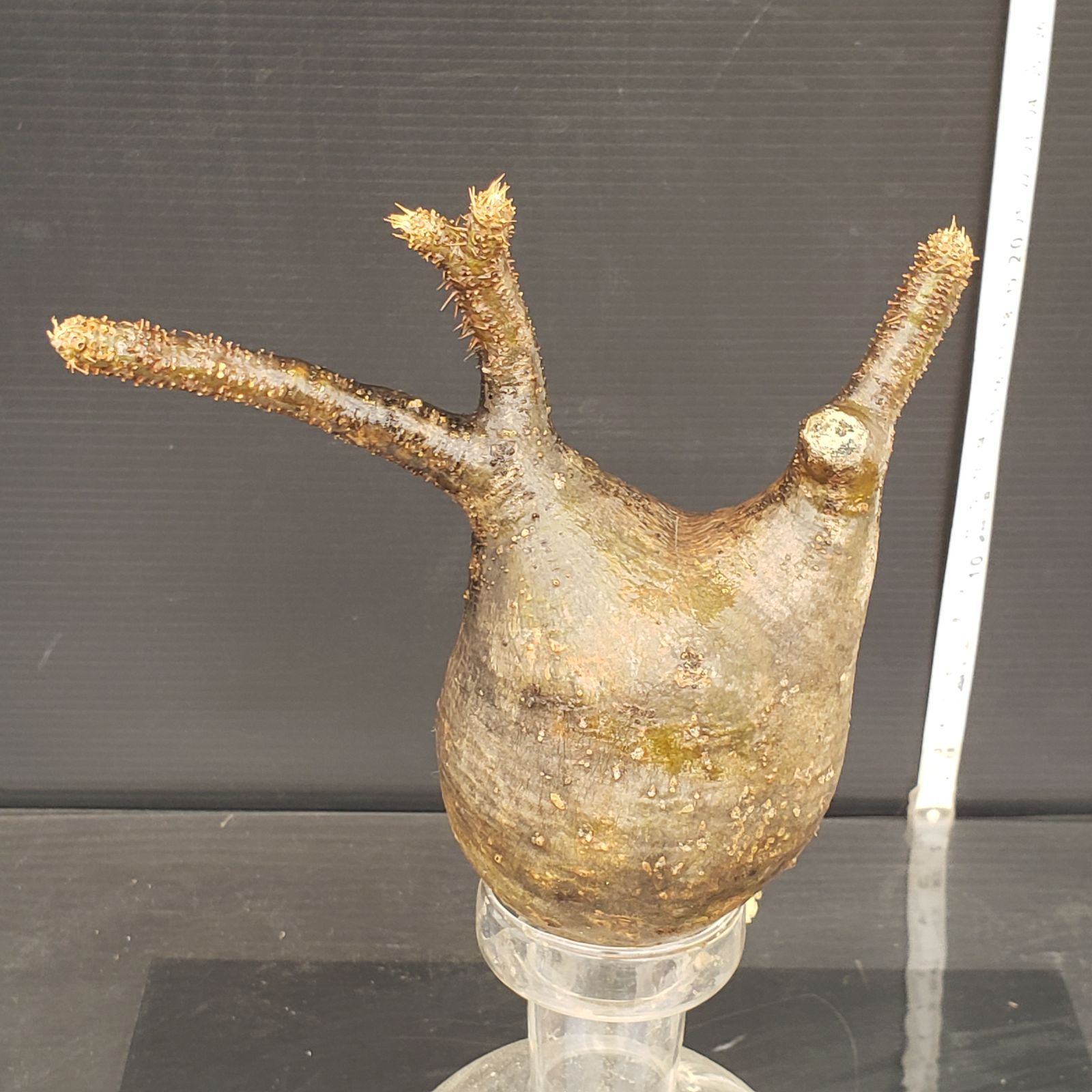 Z432【最新到着】Pachypodium グラキリス(MS)(現地球・抜き苗 Z432【最新到着】Pachypodium グラキリス(MS)(現地球・抜き苗
