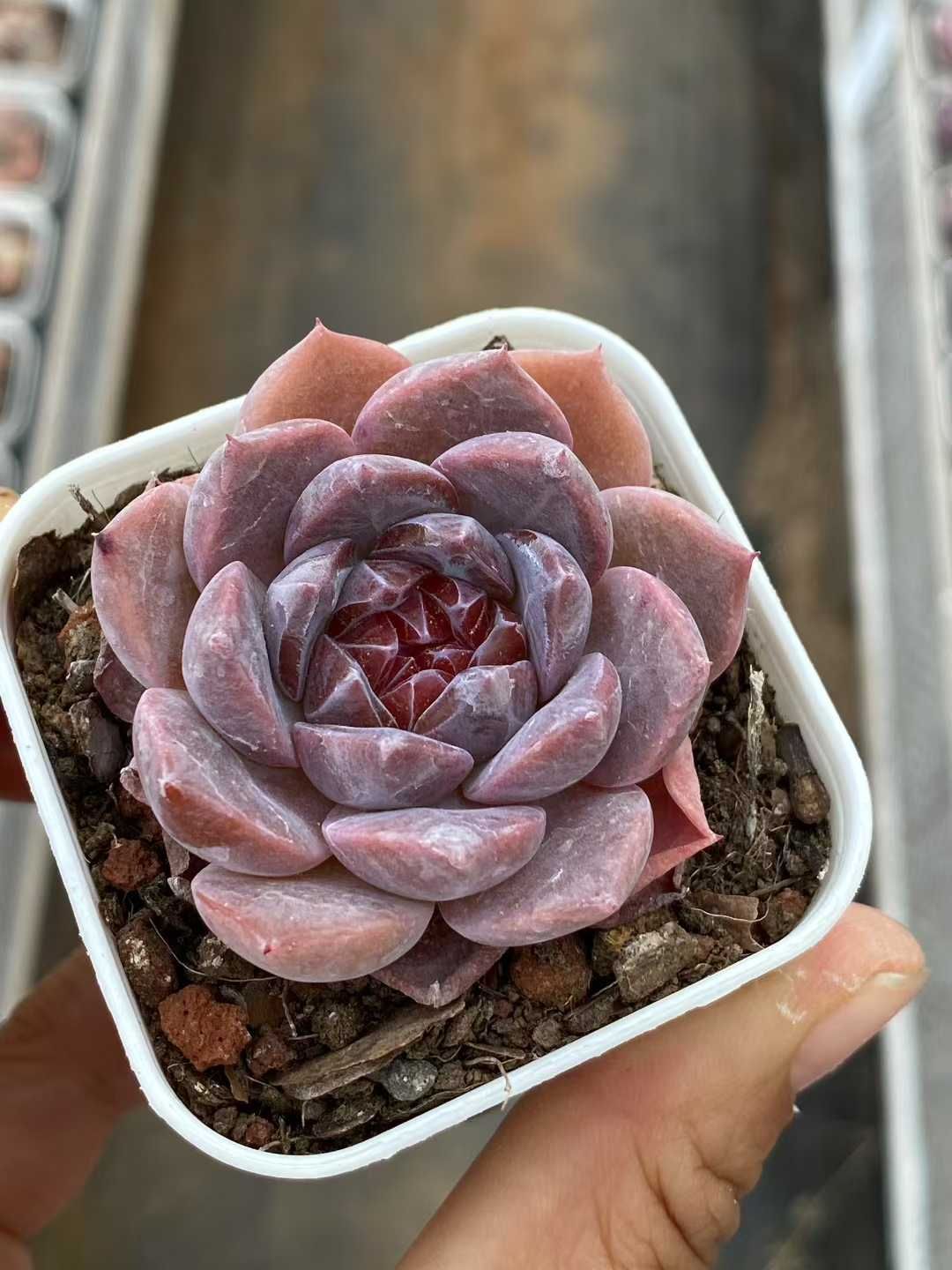 抜き苗 レッドアンバー QS1061×40株 ふっくら 多肉植物