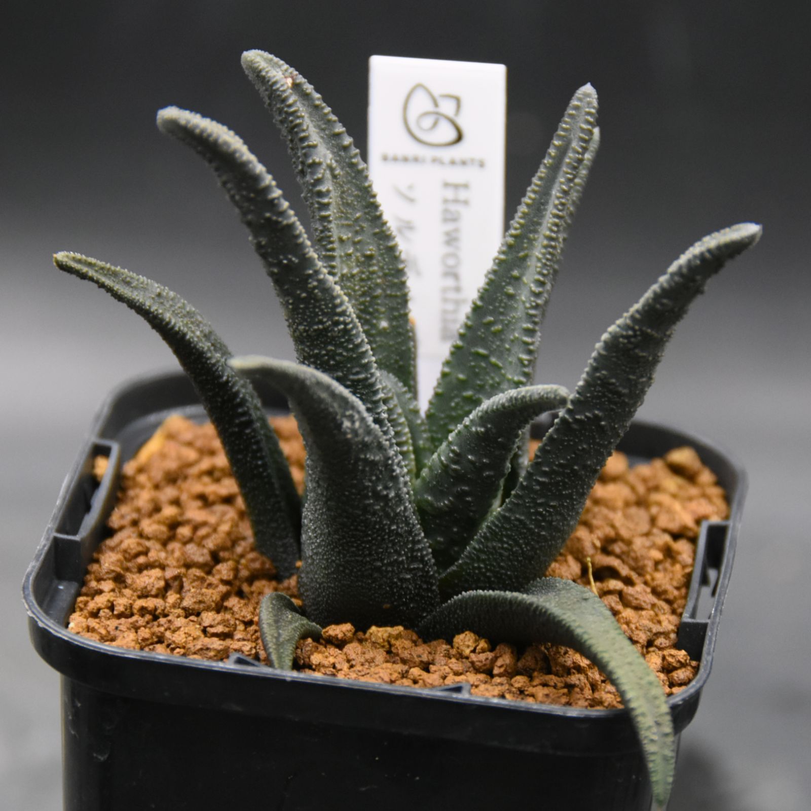 人気，爆買い 【原種】 ハオルチア ソルディダ（四倍体） H. sordida