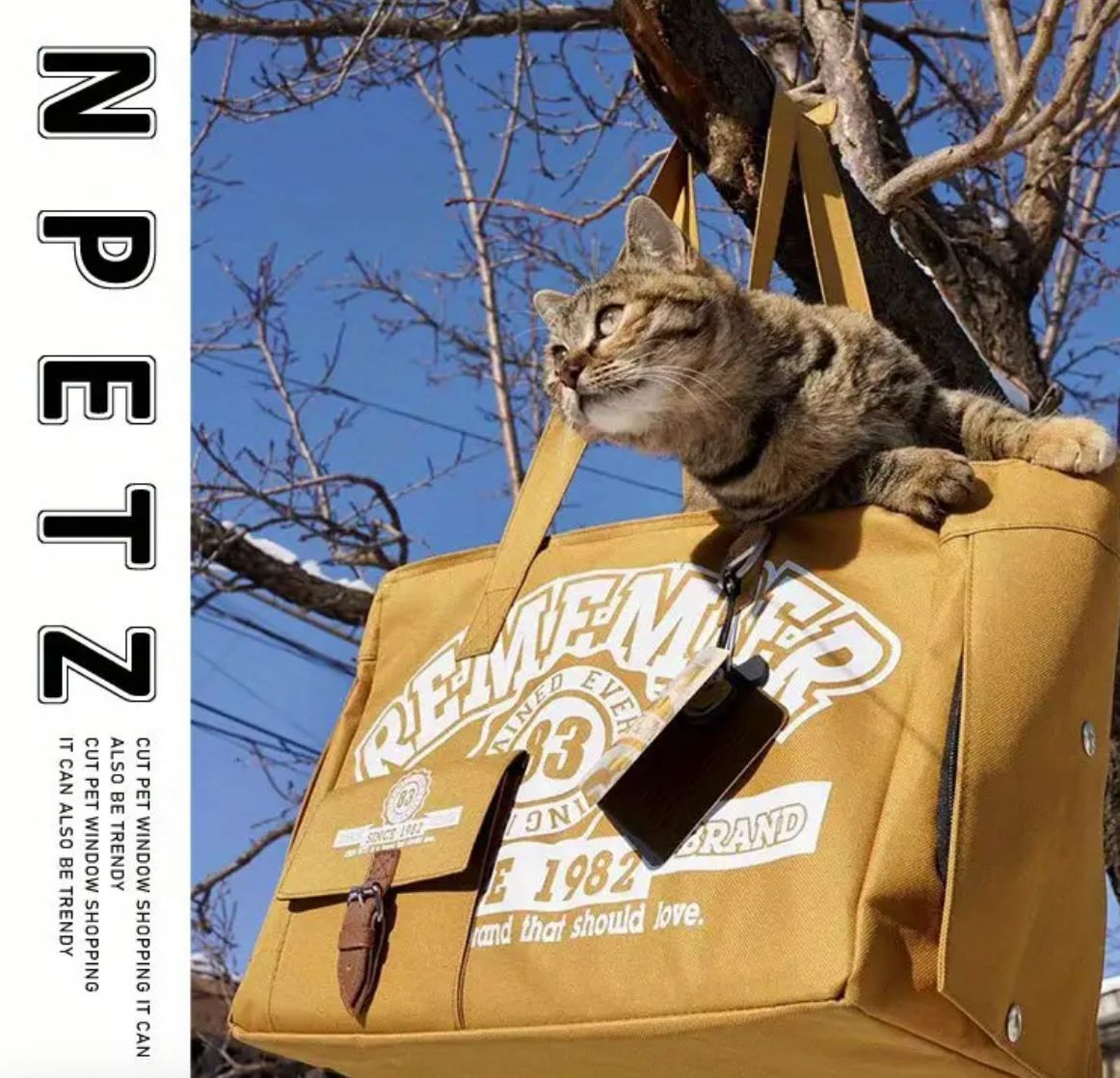 小型猫