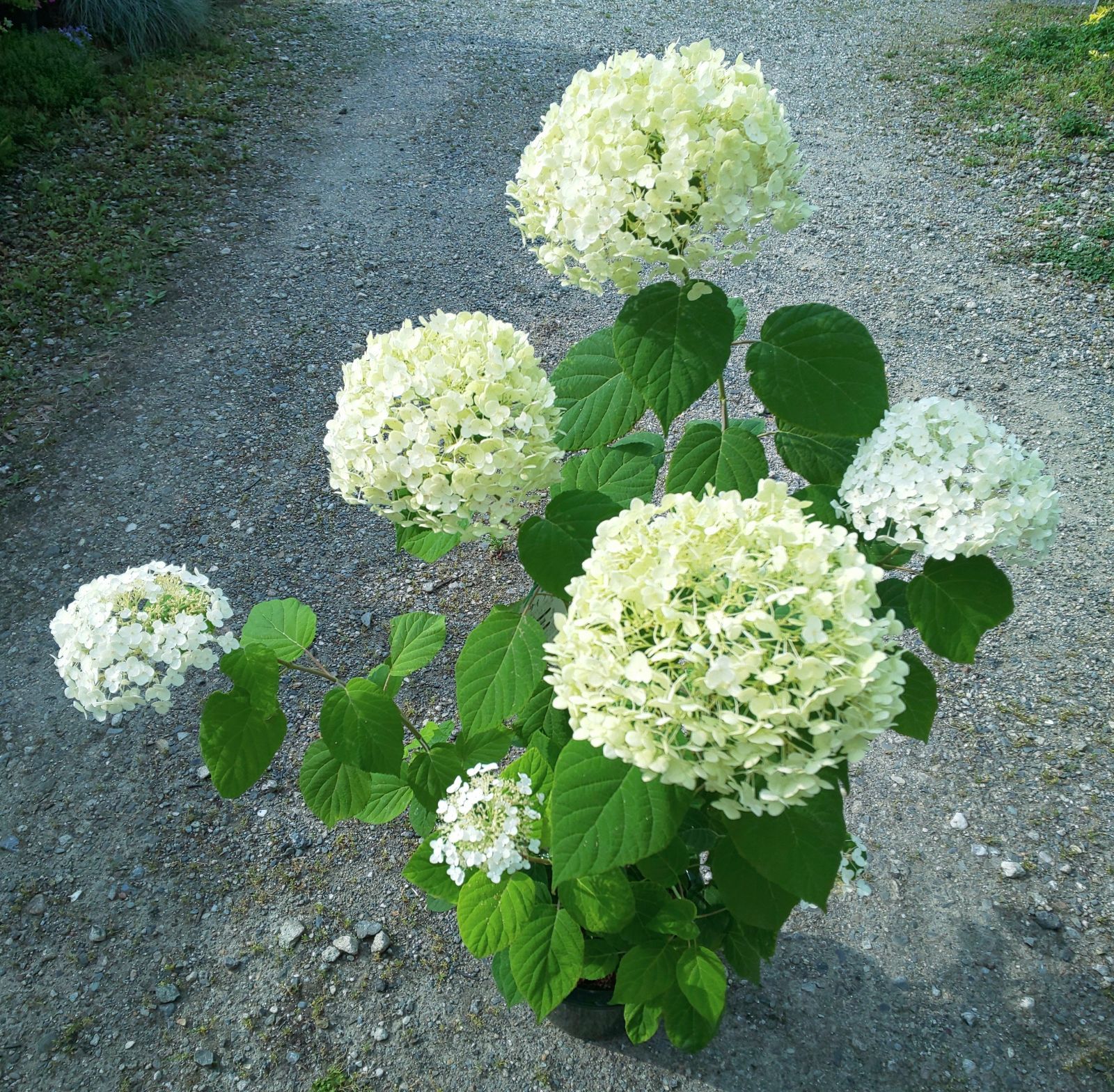 メルカリshops セイヨウアジサイ アナベル ６号鉢 大株 週末特価