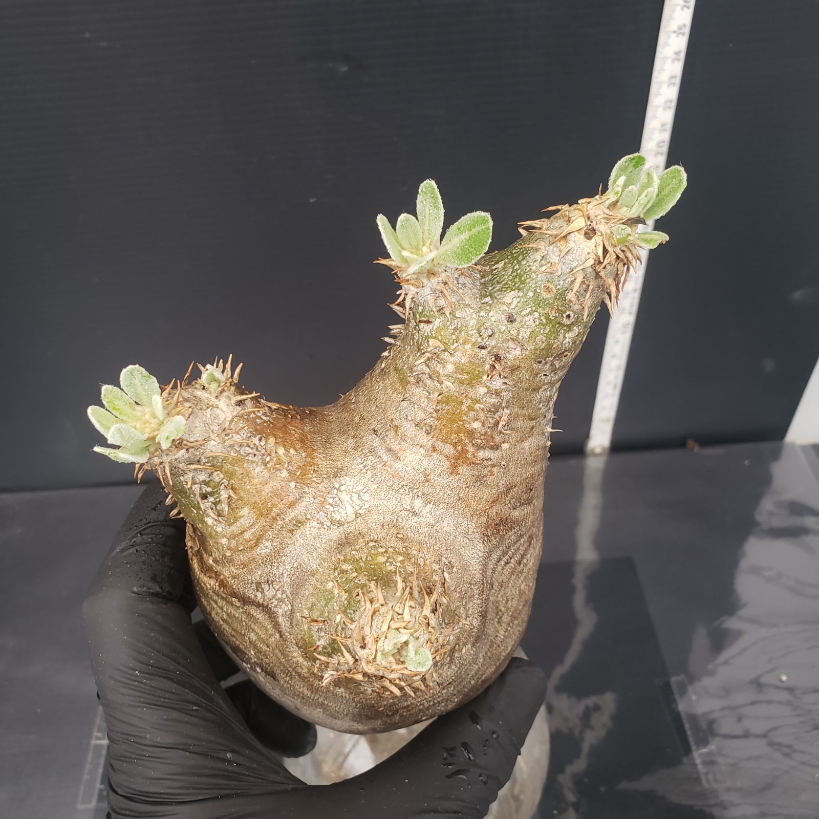【トトロ体型】パキポディウム☆エブレネウム　現地球 エブレネウムで入手したけど、 正体不明のパキポ 葉がツヤツヤし