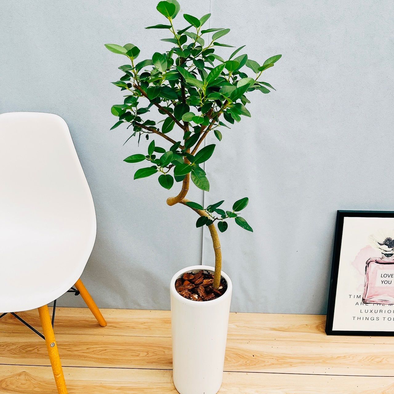 現品］1番 フランスゴムノキ 曲がり 7号 フィカスルビギノーサ 観葉