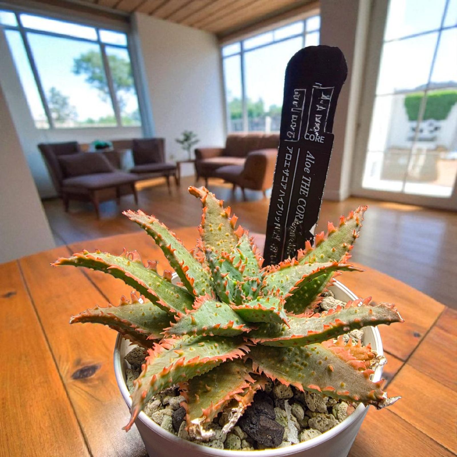 アロエ　ハイブリッドまとめパック28鉢　Aloe hybrid 第四種 アロエ ハイブリッドまとめパック28鉢 Aloe hybrid 第四種 アロエ