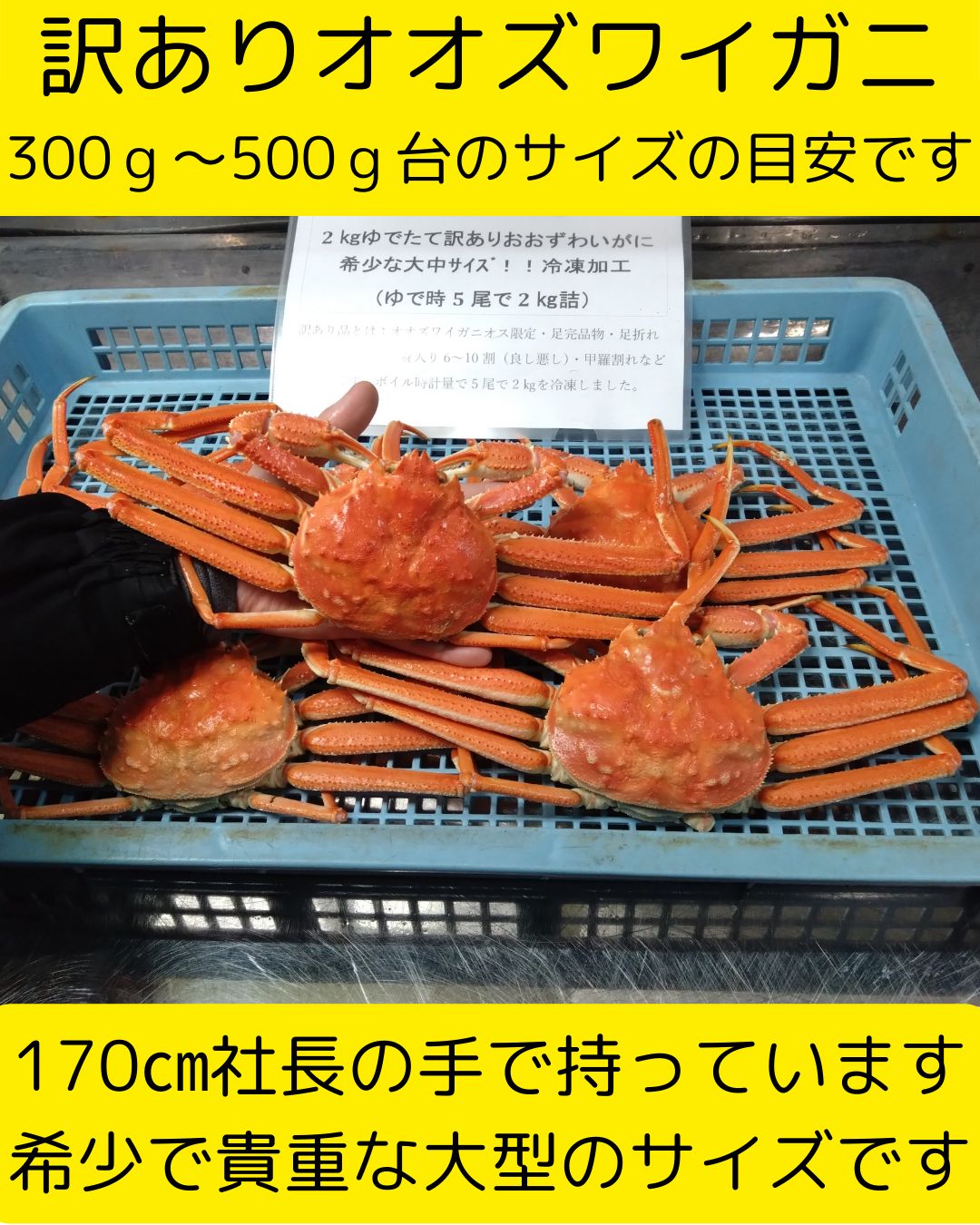 値下げ　新鮮　天然ウナギ　真空冷凍　6本　ビッグサイズ 値下げ 新鮮 天然ウナギ 真空冷凍 6本 ビッグサイズ （天然