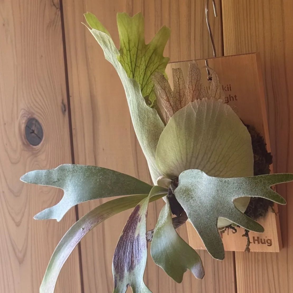 ビカクシダ ウィリンキー\"月光爪哇\" スポア ビカクシダ ウィリンキー 