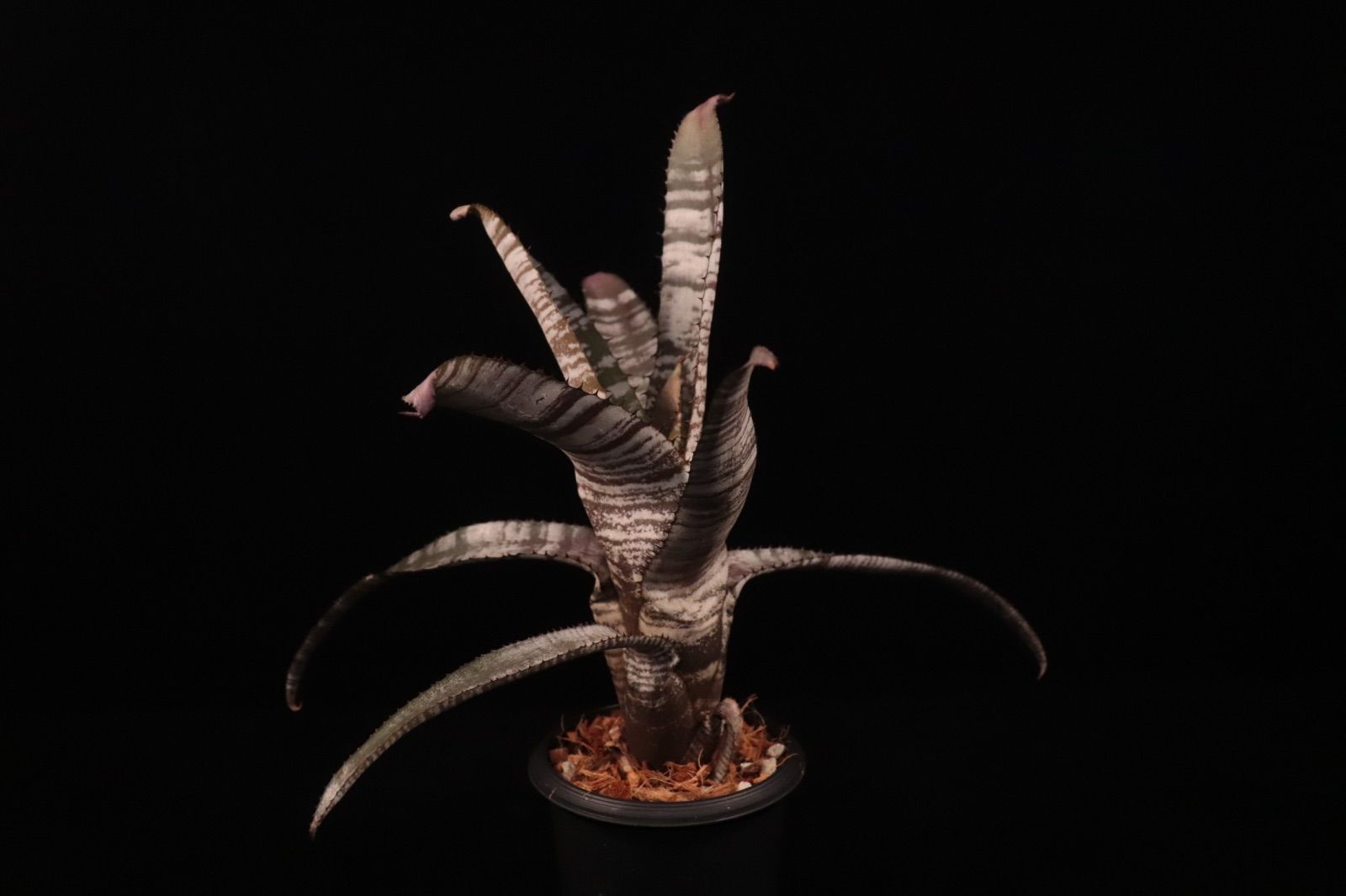 ブロメリア・エアープランツ Aechmea 'Silver Streak Nudicaulis' A0162 Aechmea nudicaulis 'Silver Streak' - Bird Rock Tropicals