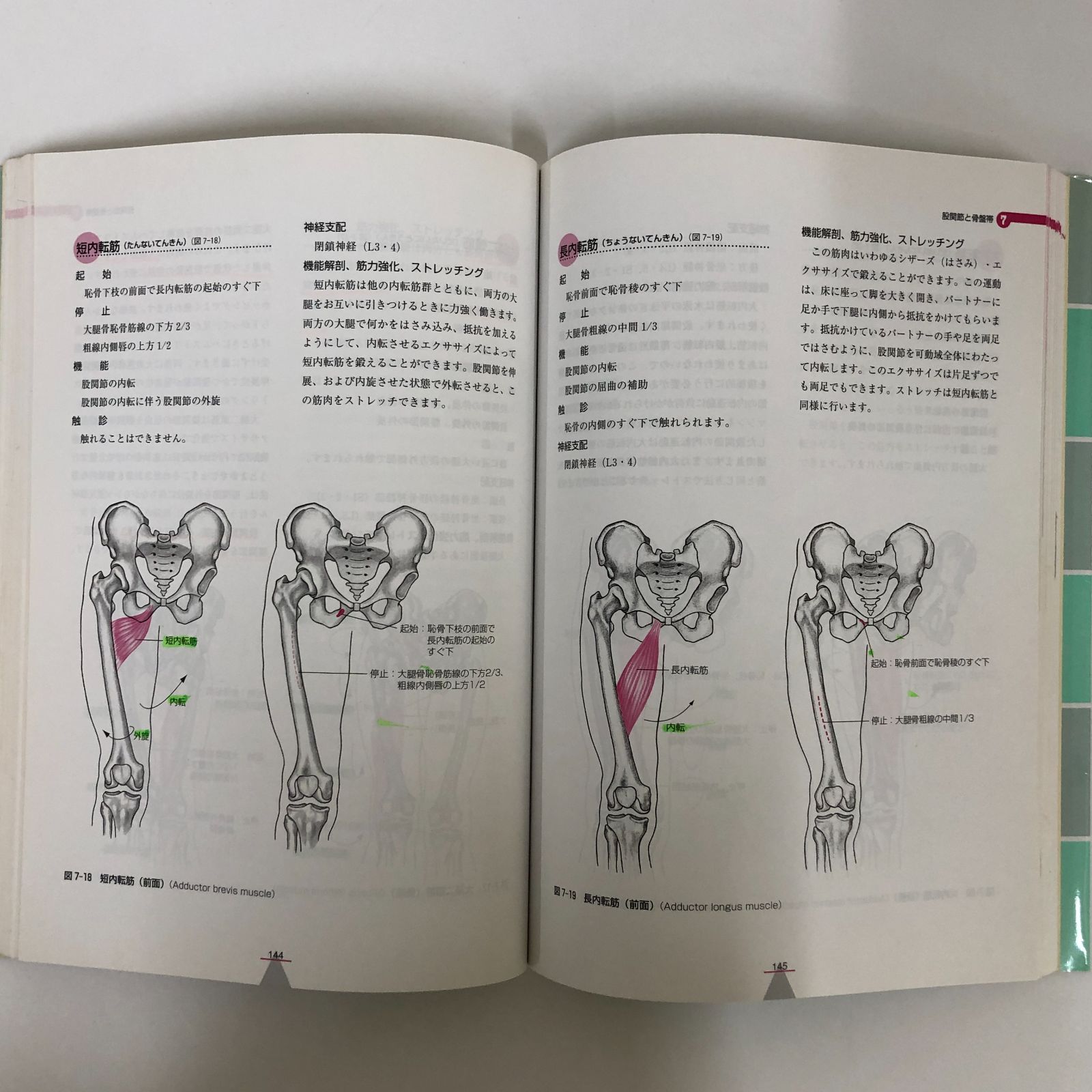 人間の運動学 人間の運動学 - ヒューマン・キネシオロジー | 宮本 省三, 八坂