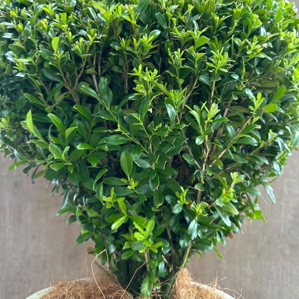 現品】ツゲ ウィンタージェム ハート ② 8号 1本 観葉植物 観葉 植物