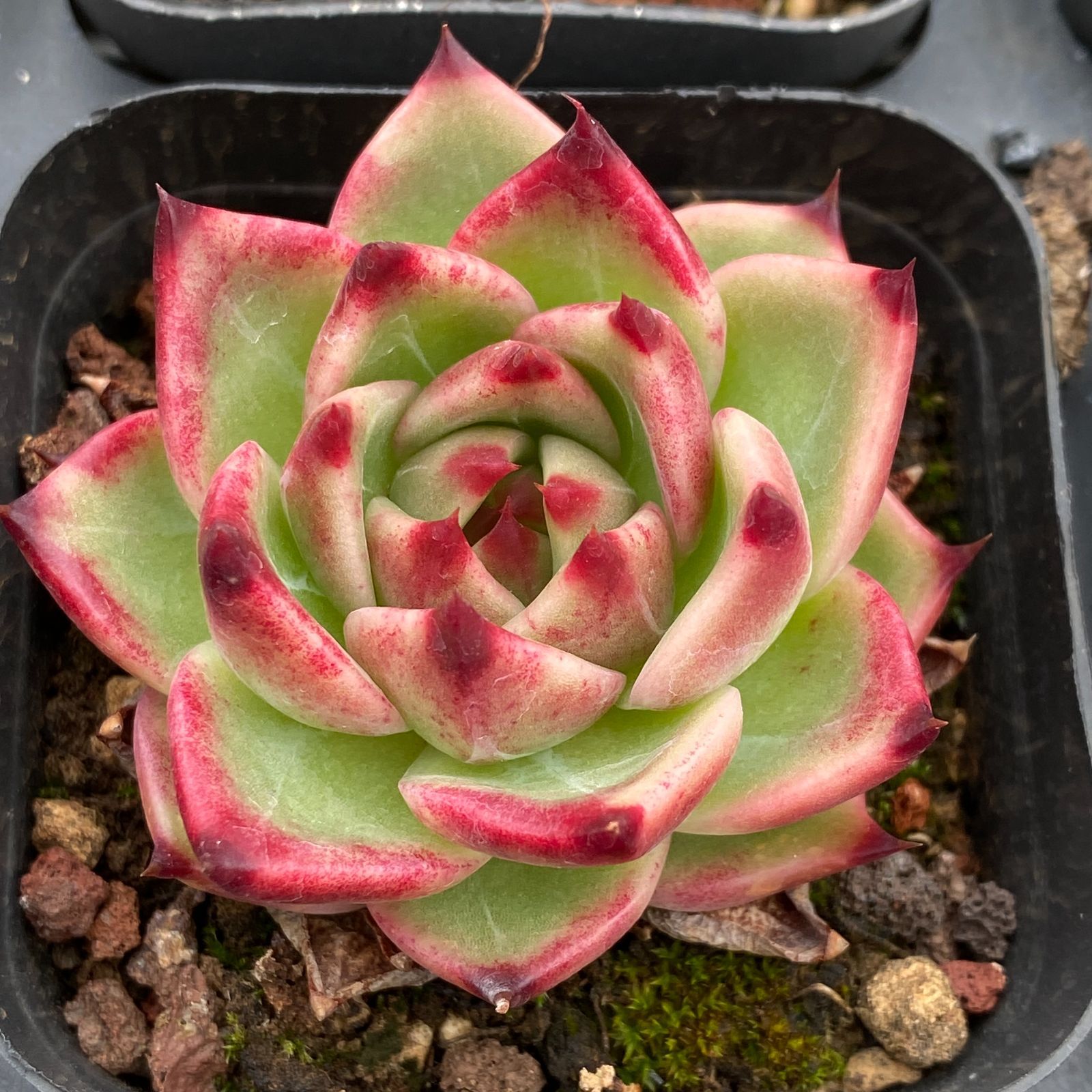 本物 【12株の抜き苗セット】ブルーミニマ錦 多肉植物 佐川急便発送