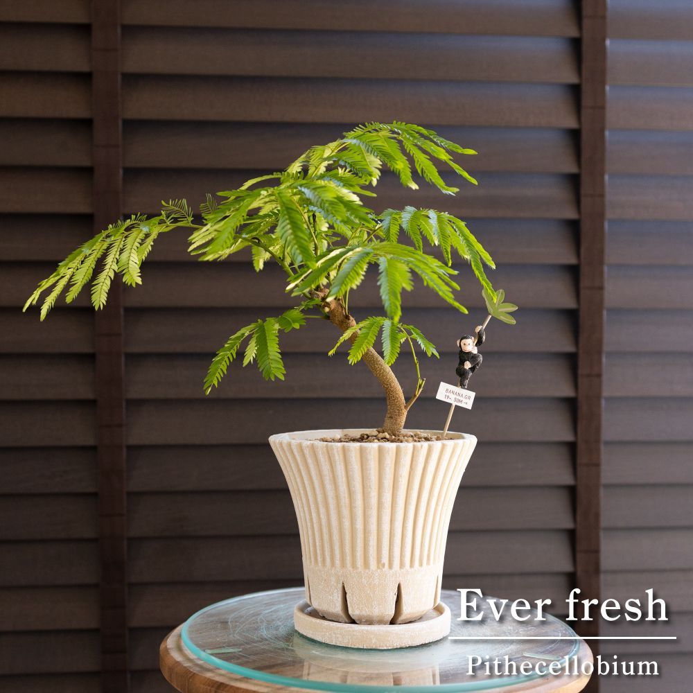エバーフレッシュ 曲げ仕立て 5号陶器鉢 スリット鉢 Ever fresh