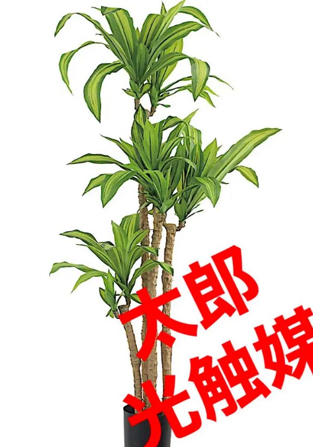 光触媒 人工観葉植物 ウォールグリーン フェイクグリーン 幸福の木