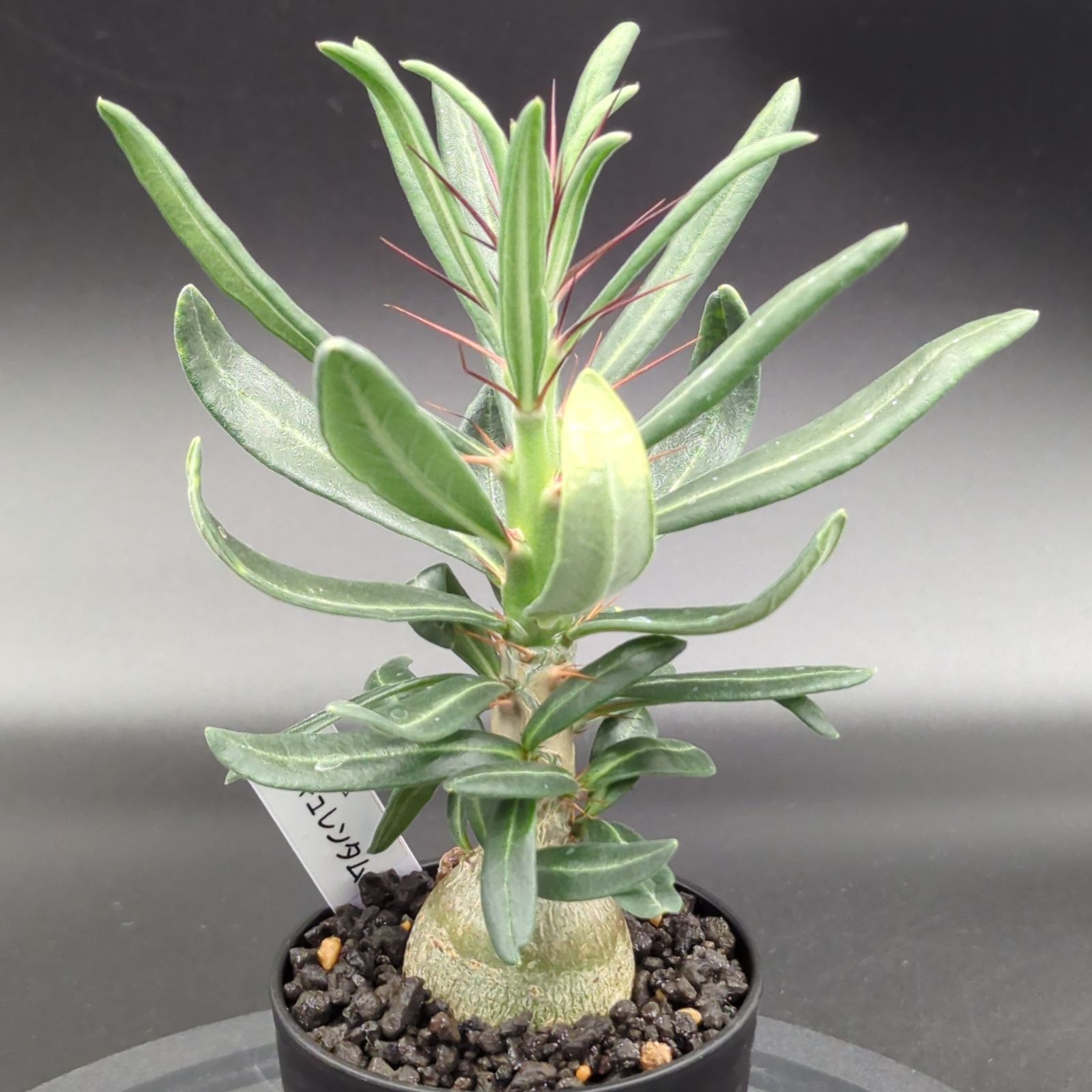 パキポディウム・サキュレンタム (実生株) - メルカリ