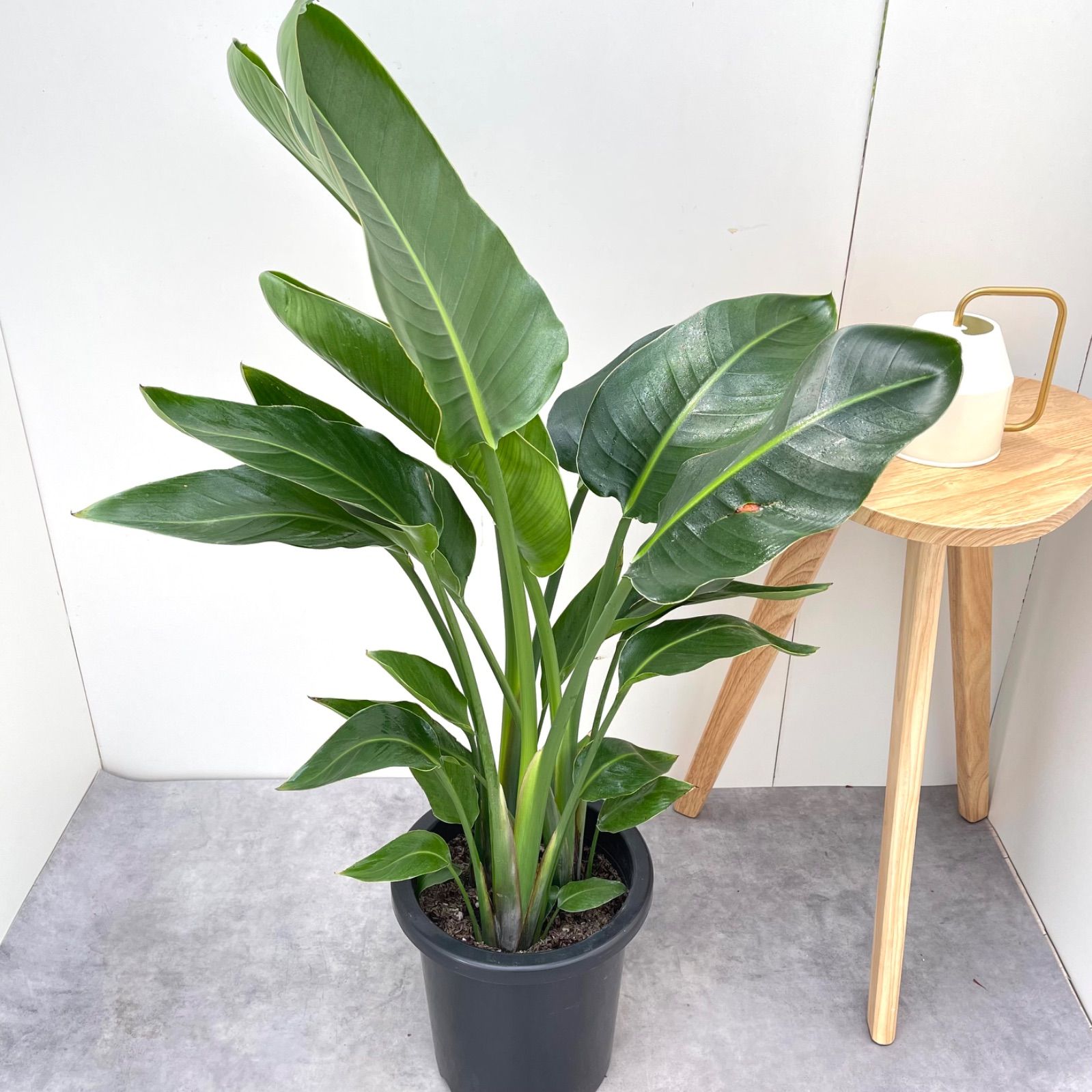 ストレチア　オーガスタ　3【現品】観葉植物　室内　大型 ストレチア オーガスタ 3観葉植物 室内 大型