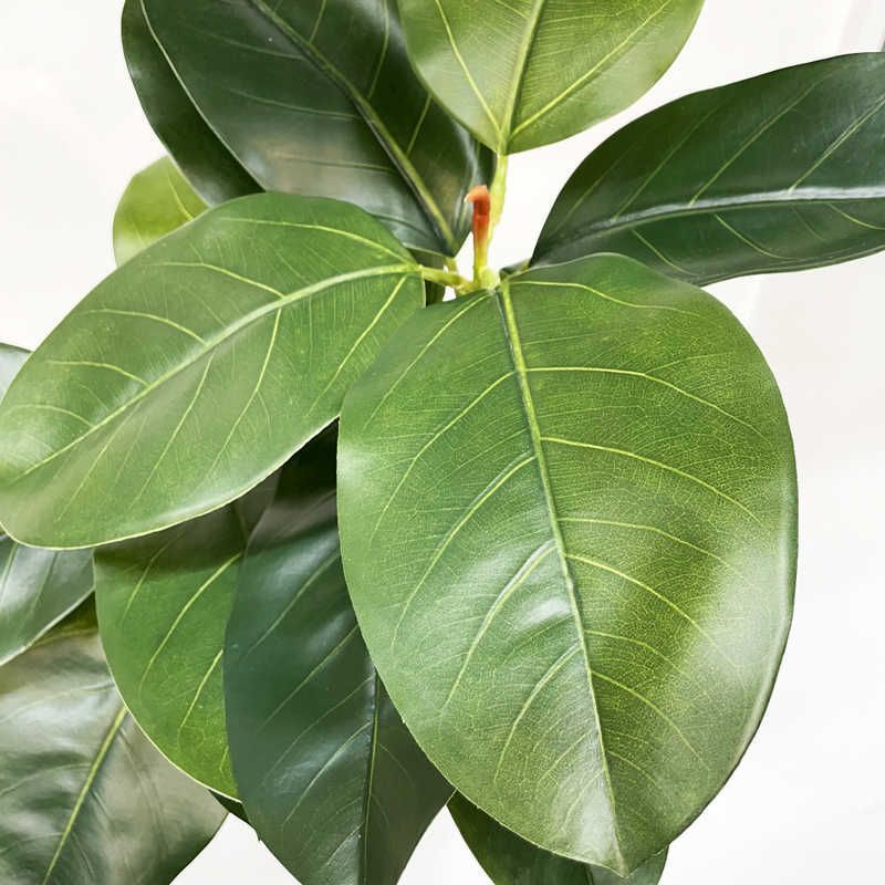 価格比較でお得にお買物。 未開梱 アスカ商会 フェイクグリーン ゴムの木 組み立て式 グリーン A-51117-051A