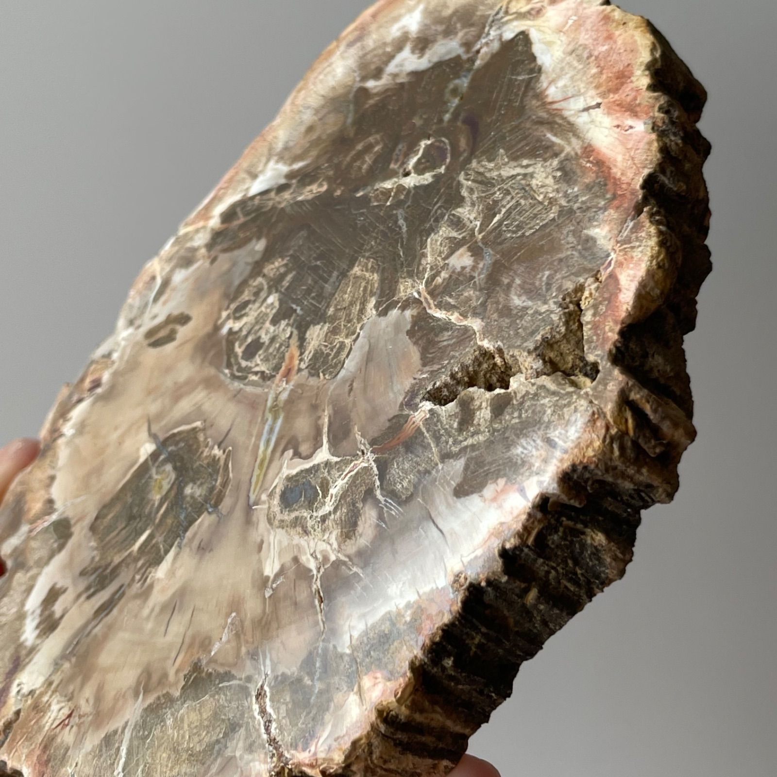 ペトリファイド ウッド スラブ プレート 珪化木 マダガスカル産