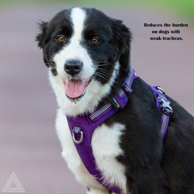 犬