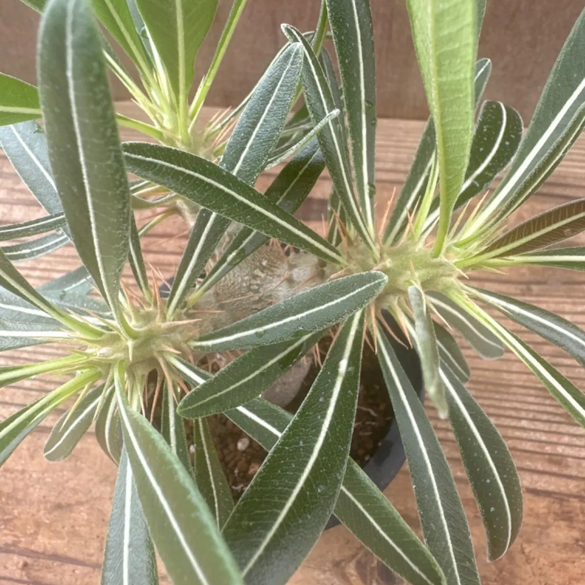 パキポディウム ホロンベンセ Pachypodium horombense 現品 観葉植物 観葉 植物 珍奇植物 珍奇 珍しい レア 希少 塊根植物  塊根 コーデックス おうち時間 プレゼント おすすめ おしゃれ かっこいい グリーン - メルカリ