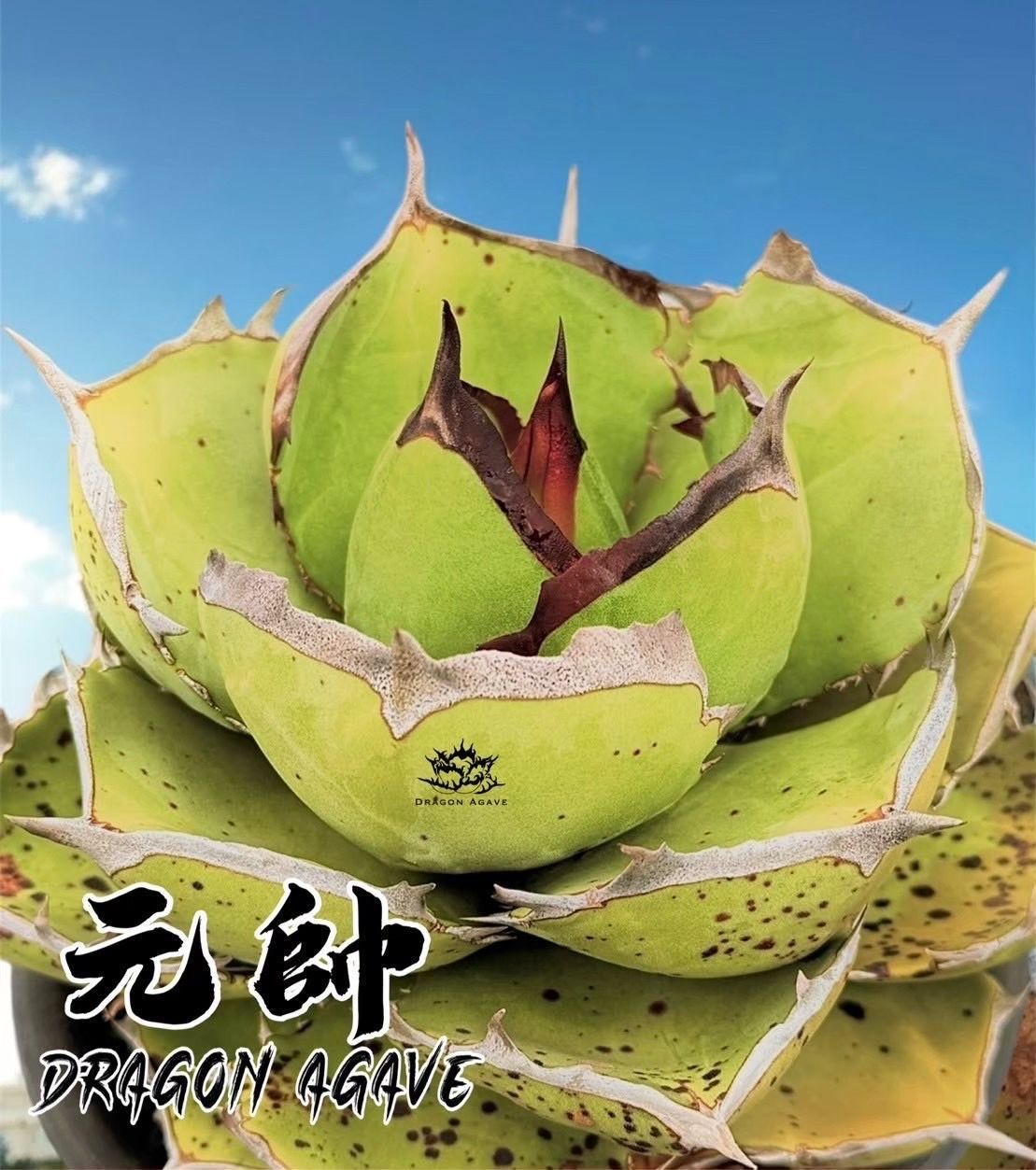 w*y様 c5 超優秀血統 激アレ台湾産 多肉植物アガベ チタノタ 毒蛇 子株 w*y様 c5 超優秀血統 激アレ台湾産 多肉植物アガベ チタノタ