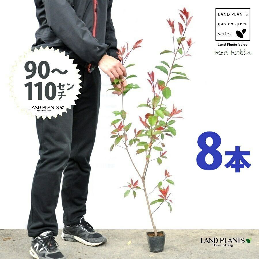 【お試し】 レッドロビン 3.5号 苗木 （8本） （高さ90～110cm）苗 苗木 苗ポット セイヨウカナメ カナメモチ 生垣