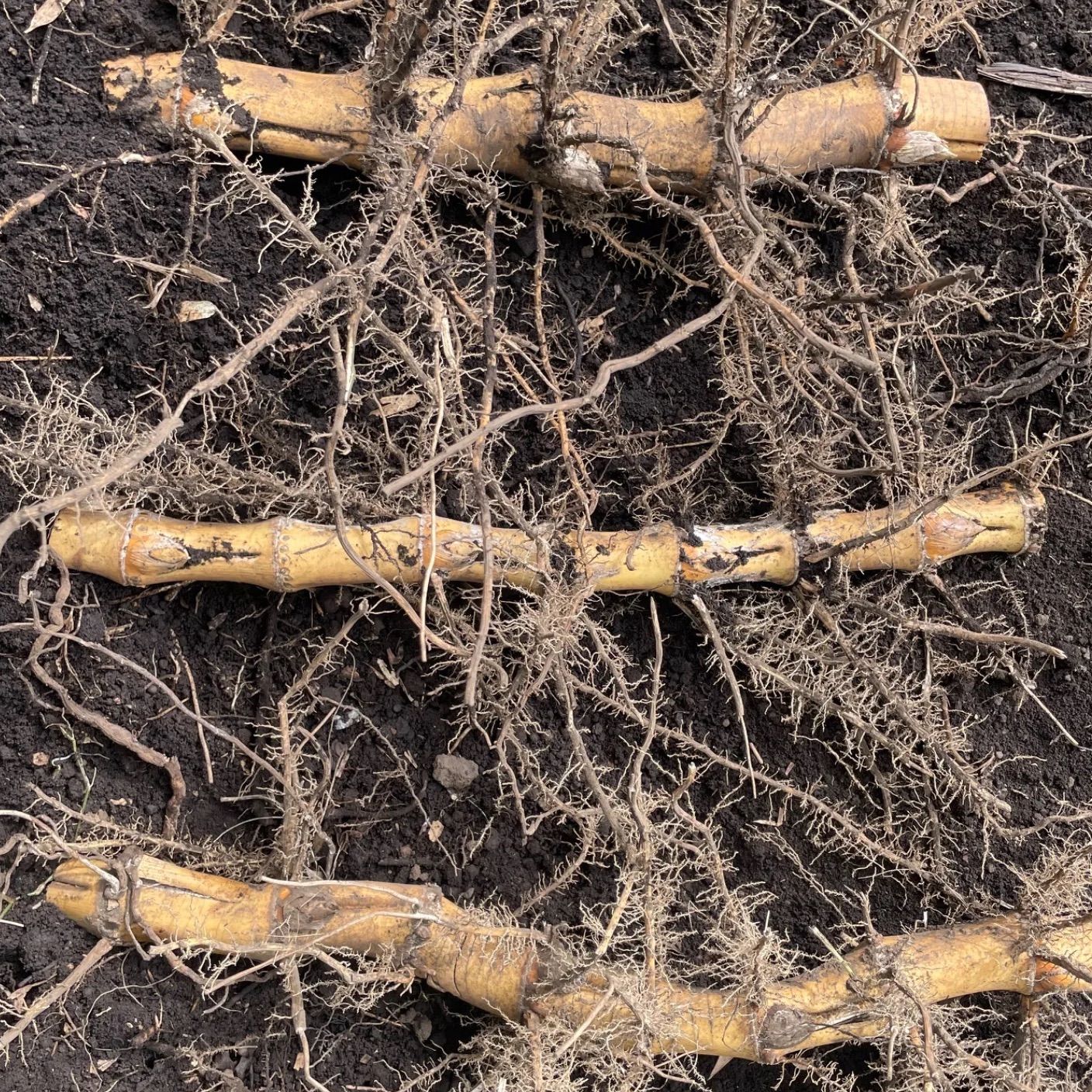 孟宗竹 地下茎 苗 - メルカリ